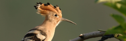birdingtours GmbH logo