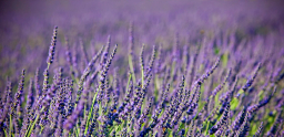 Lillas Lavender logo