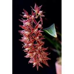 Merten Orquídeas logo